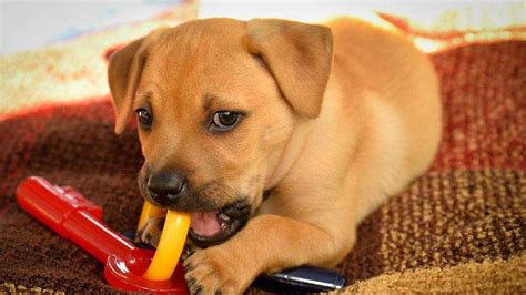 Puppies need forever home, huge adoption event at Tysons Corner PetSmart