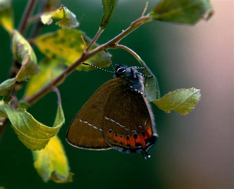 Hairstreak Butterfly Survey & Mitigation: Cambridgeshire - BSG Ecology