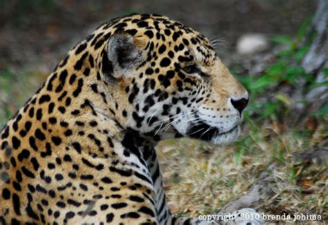 Wildlife Photography of Jaguar at Xcaret Mexico — Brenda Johima : Vancouver Island Photographer ...