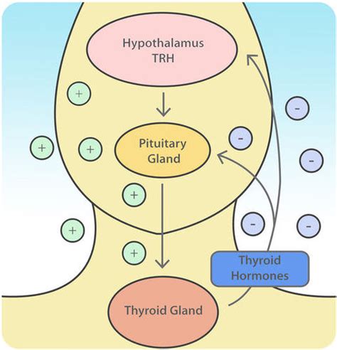 9.3 Endocrine Hormones – Human Biology