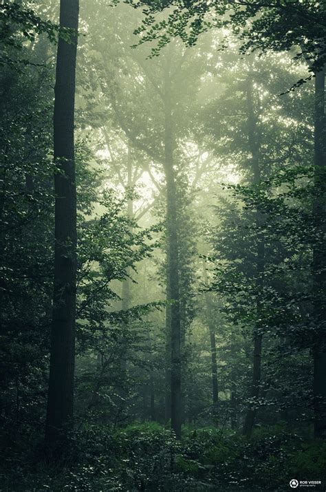 The jungle - A green misty forest in the Netherlands. | Dark green aesthetic, Green aesthetic ...