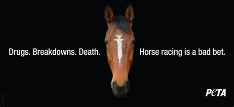 California Horse Racing Board Cracks Down on Thyroid Med Misuse | PETA