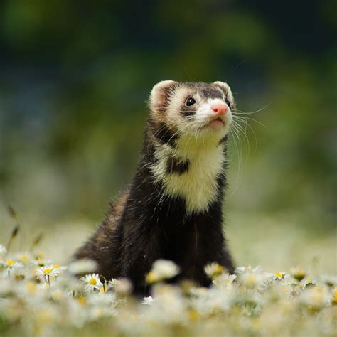 NATIONAL FERRET DAY - April 2, 2024 - National Today