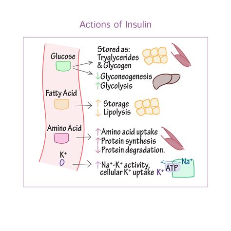 Physiology Glossary: Insulin & Glucagon | Draw It to Know It