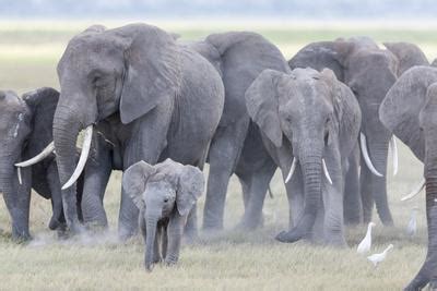 'African Bush Elephant Herd, Amboseli National Park, Kenya' Photographic Print - Martin Zwick ...