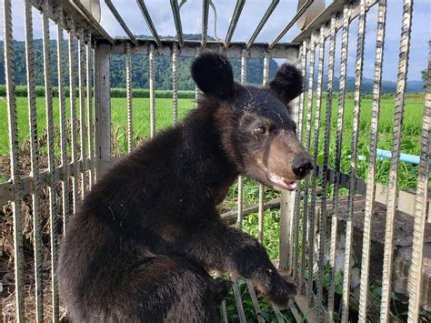 Five Moon Bear Cubs Rescued in One Day - Tenderly