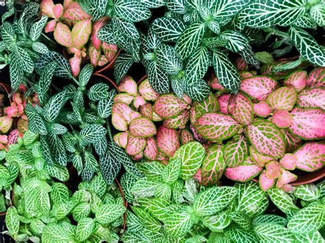 Nerve Plant Care: How to Grow Fittonia Plants