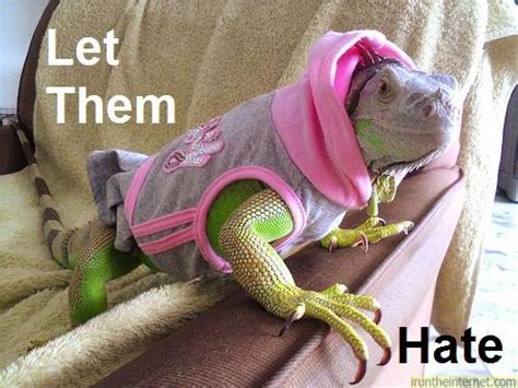 Funny Iguana - Pets Cute and Docile