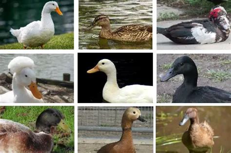 Guide to Duck Breeds and Types - List Of All Domestic Ducks in US