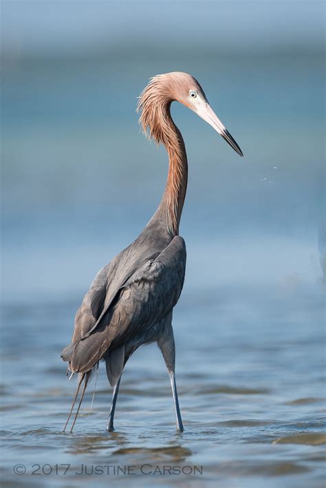 Justine Carson Photography | Florida Gulf Coast: Reddish Egret (Egretta rufescens)