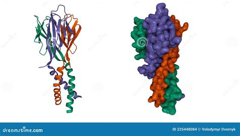 Resistin Is A Hormone From Adipose Tissue, Regulator Of Inflammation ...