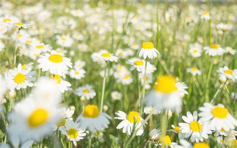 HD wallpaper: white daisy flowers, nature, plants, daisies, depth of ...