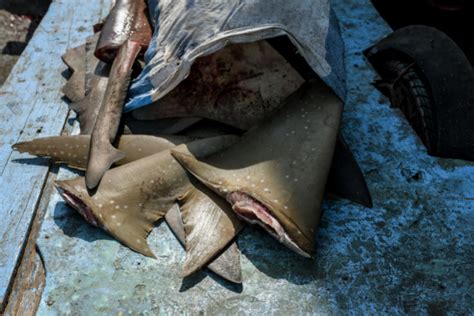 Shark Finning – a cruel practice – 7-Oceans Blog