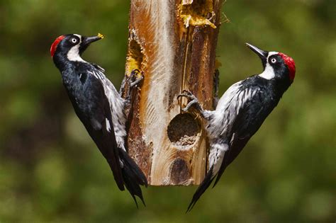 20 Captivating Types of Woodpeckers