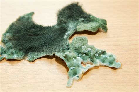 Fragment of Green Mold, Closeup Stock Image - Image of fungal, health: 132745191