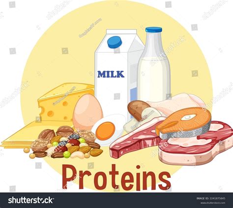 Variety Protein Foods Illustration Stock Vector (Royalty Free ...