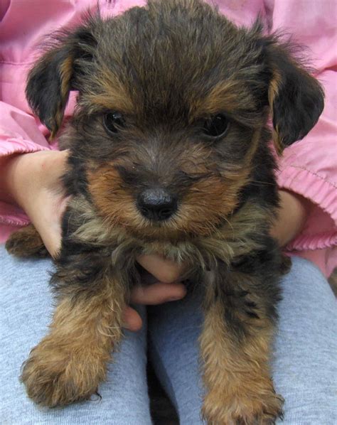 Yorkipoo, Yorkshire Terrier and Poodle Mix - SpockTheDog.com