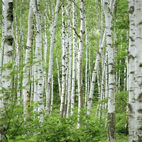 Birch Trees Betula Sp., Summer by Shunsuke Yamamoto Photography