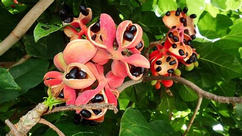 Ackee Fruit