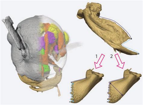 The First Reconstruction of the Head Anatomy of a Cretaceous Insect, †Gerontoformica gracilis ...