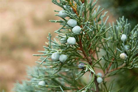 12 Species of Juniper Trees and Shrubs