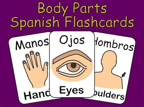 Spanish Body Parts Flashcards Human Anatomy Vocabulary Flash - Etsy