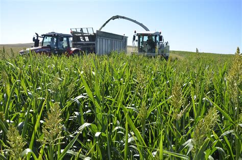 Ensiling Sorghum: chopping, transport and pressing