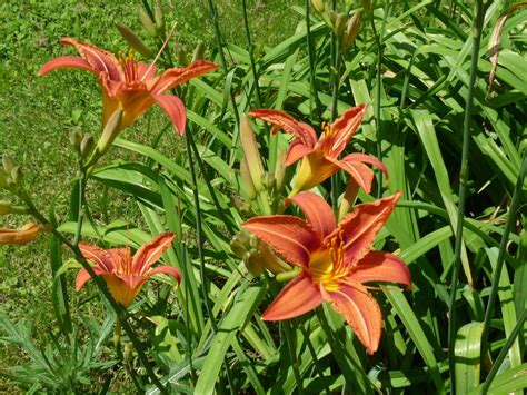 Hill Shepherd: Consider The Lilies Of The Field