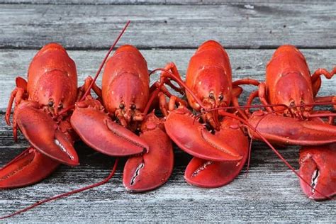 15 Different Types of Lobster