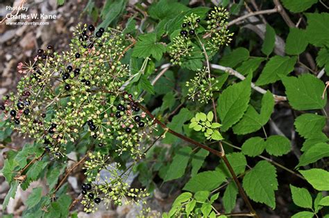 Aralia racemosa | Spikenard | Medicinal Uses | Charles W. Kane ...