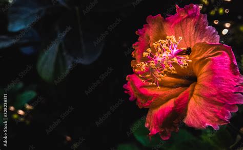 Hibiscus Rose, China Rose Flower, Jaba Flower,Hibiscus rosa-sinensis. Stock Photo | Adobe Stock