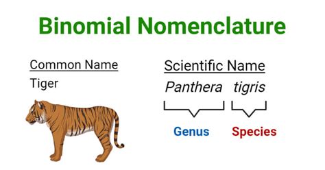 Definition and Examples of Binomial Nomenclature