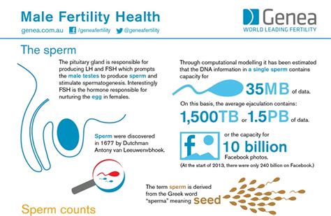 Male Fertility Health #infographic - Visualistan