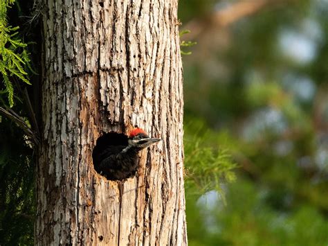 Pileated Woodpecker Nesting: A Complete Guide | Birdfact