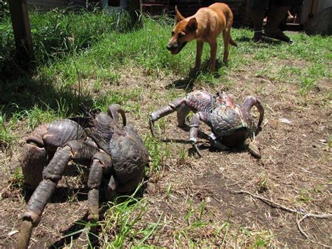 14 scary animals you may encounter in Australia