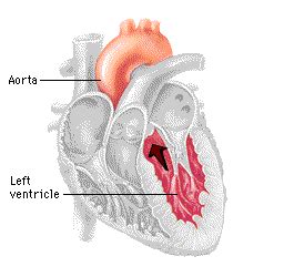 Heart Functions | Human heart diagram, Heart function, Cardiology