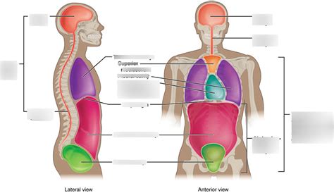 Anatomy And Physiology Diagrams