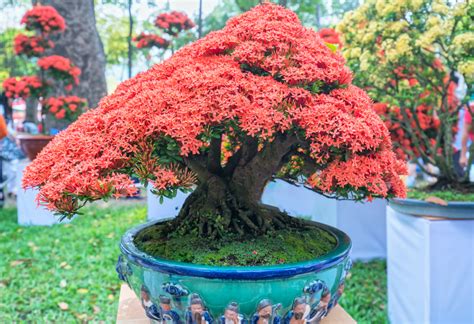 Flame Tree Bonsai: Best Tips and Techniques - HouseplantJoy.com