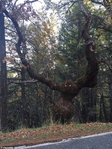 Bizarre optical illusions of trees spark terror - ReadSector