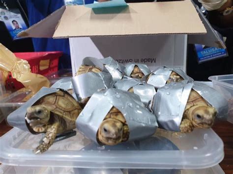 1,500 smuggled turtles were found in Manila airport