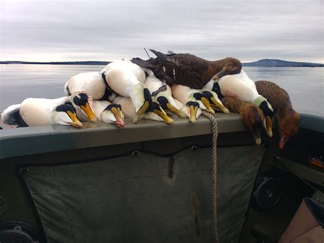 Maine seas duck hunting, Common Eiders - Canoe the Wild