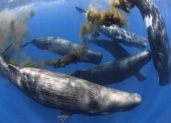 Whales as Marine Ecosystem Engineers - ThinktoSustain.com