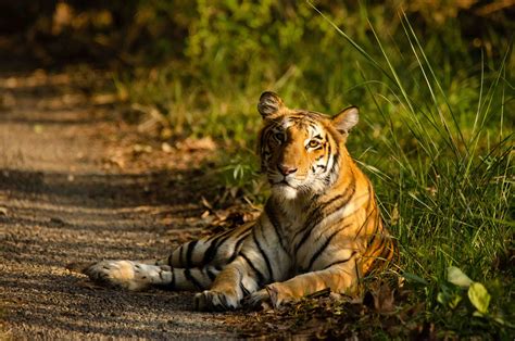 My quest of sighting a Bengal Tiger - Wildlife Trust of India