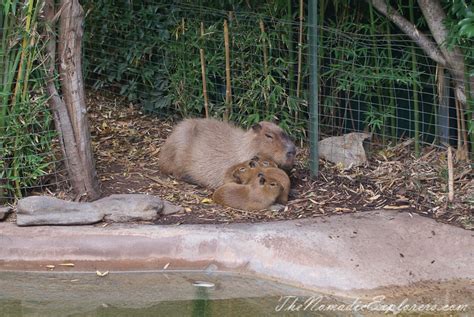 Adelaide Zoo | The Nomadic Explorers | Australian Travel Blog