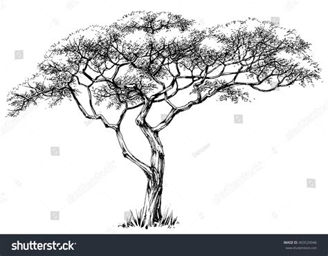 African Tree Marula Tree Stock Vector 403524946 - Shutterstock