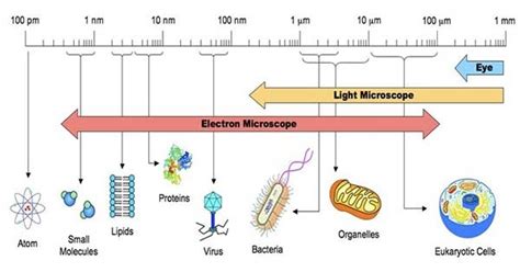 Cells - Science With U