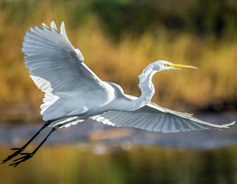 Great White Egret in Flight Photograph by I The Beholder - Fine Art America