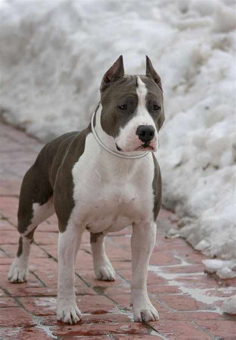 American Staffordshire Terrier - Puppies, Rescue, Pictures, Information ...