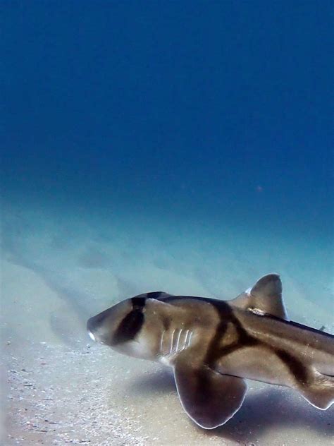 Shark species - The Australian Museum