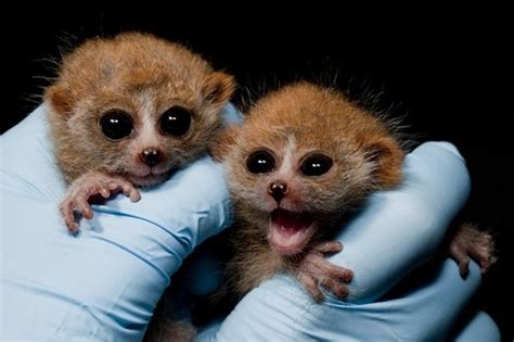 Pygmy Slow Loris Info, Diet, Habitat, Conservation, Pictures